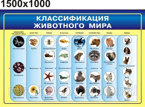 Классификация живых организмов. Стенд для кабинета биологии, фото 1