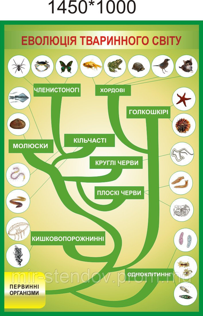 Эволюция животного мира. Стенд для кабинета биологии, фото 1