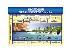 Плакат по Биологии Эволюция
