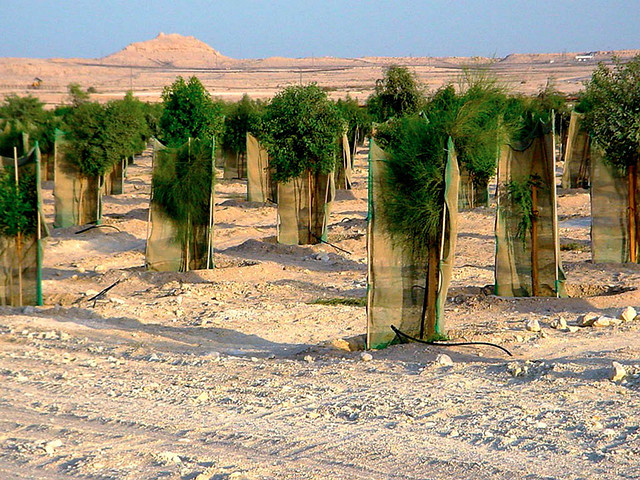 Восстановитель почвы ЭридГроу® - озеленить пустыню - фото 1 - id-p969223