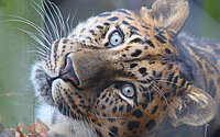 Tablou leopard