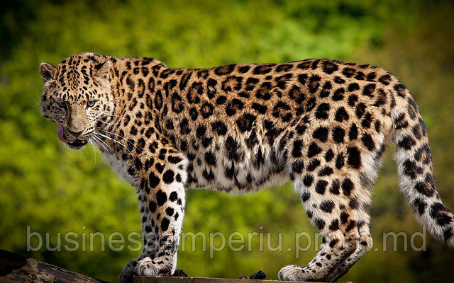 Tablou leopard - фото 1 - id-p1049935