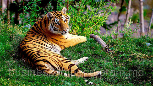 Tablou tigru - фото 1 - id-p1049936