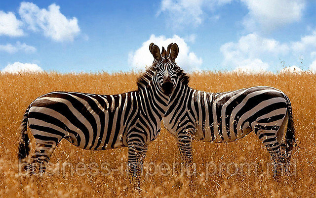 Tablou zebre - фото 1 - id-p1049943