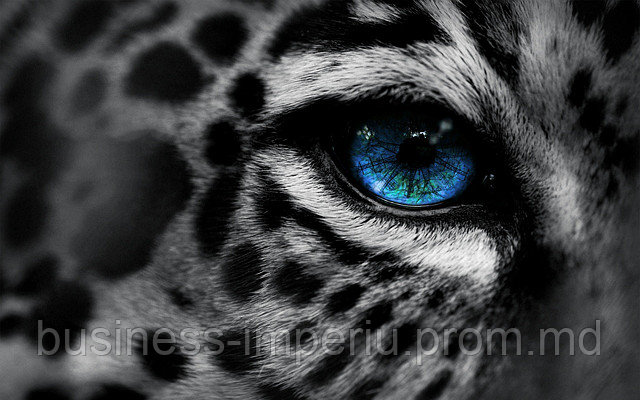 Tablou leopard - фото 1 - id-p1049944