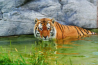 Tablou tigru