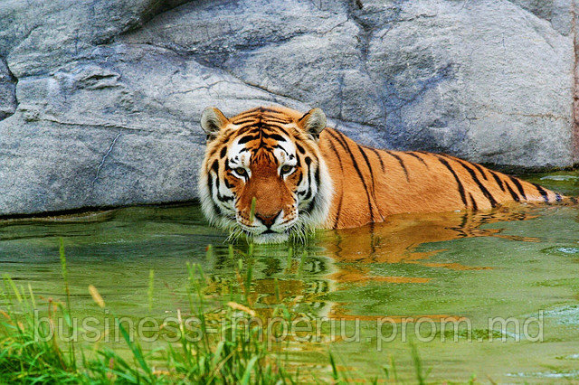 Tablou tigru - фото 1 - id-p1049947