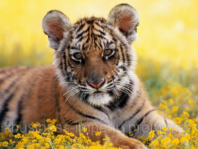 Tablou tigru - фото 1 - id-p1049956