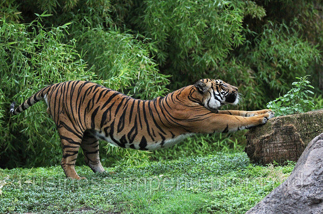 Тигры - фото 1 - id-p883645