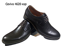 Туфли мужские классические натуральная кожа коричневые на шнуровке (4620)