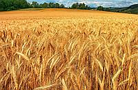 Пшеница от производителя оптом и в розницу