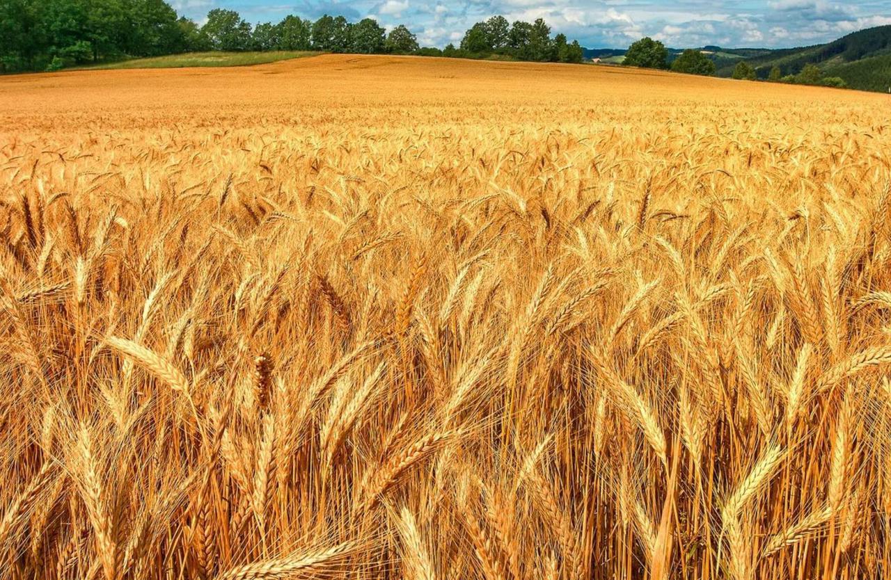 Пшеница от производителя оптом и в розницу - фото 1 - id-p8431394