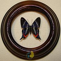 Сувенир - Бабочка в рамке Rhetus dysonii. Оригинальный и неповторимый подарок!