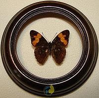 Сувенир - Бабочка в рамке Emesis adelpha. Оригинальный и неповторимый подарок!