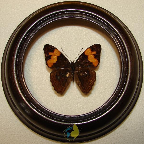 Сувенир - Бабочка в рамке Emesis adelpha. Оригинальный и неповторимый подарок! - фото 1 - id-p8571943