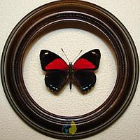 Сувенир - Бабочка в рамке Callicore cyllene. Оригинальный и неповторимый подарок!