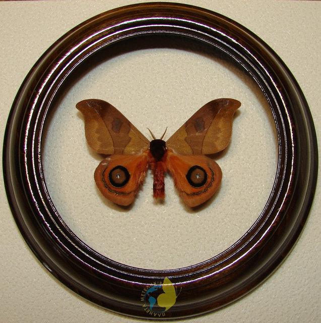 Сувенир - Бабочка в рамке Automeris hamata. Оригинальный и неповторимый подарок! - фото 1 - id-p8571946