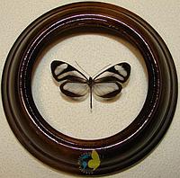 Сувенир - Бабочка в рамке Oleria alexina didymaea. Оригинальный и неповторимый подарок!