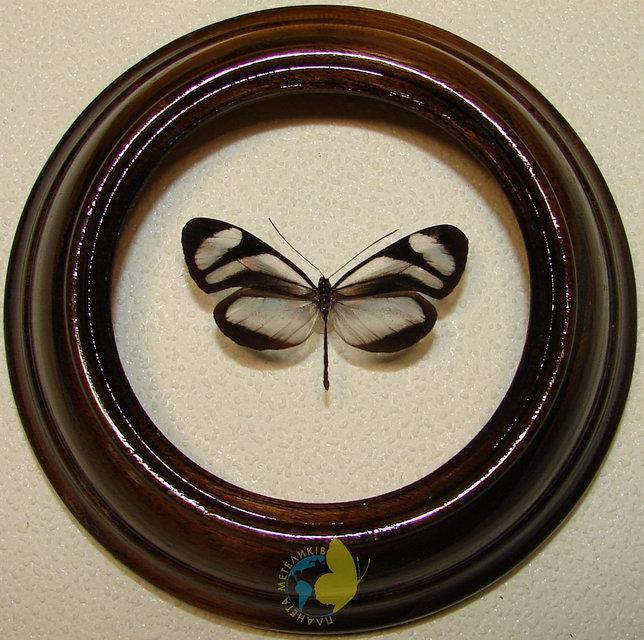 Сувенир - Бабочка в рамке Oleria alexina didymaea. Оригинальный и неповторимый подарок! - фото 1 - id-p8571948