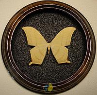 Сувенир - Бабочка в рамке Asthenidia buckleyi. Оригинальный и неповторимый подарок!
