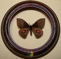 Сувенир - Бабочка в рамке Gamelia septentrionalis. Оригинальный и неповторимый подарок!