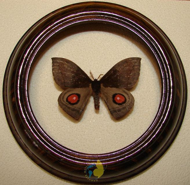 Сувенир - Бабочка в рамке Gamelia septentrionalis. Оригинальный и неповторимый подарок! - фото 1 - id-p8571953