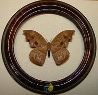 Сувенир - Бабочка в рамке Oxytenis naemia. Оригинальный и неповторимый подарок!