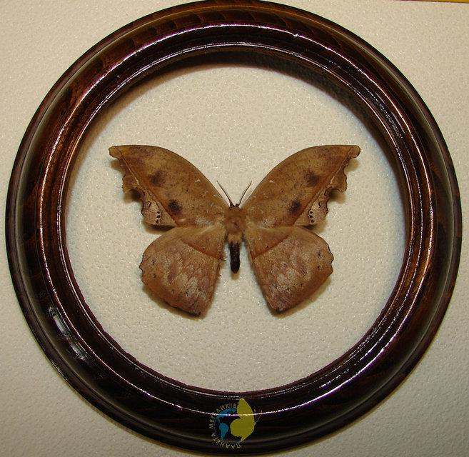 Сувенир - Бабочка в рамке Oxytenis naemia. Оригинальный и неповторимый подарок! - фото 1 - id-p8571954