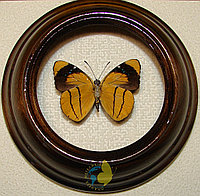 Сувенир - Бабочка в рамке Perisama xanthica. Оригинальный и неповторимый подарок!