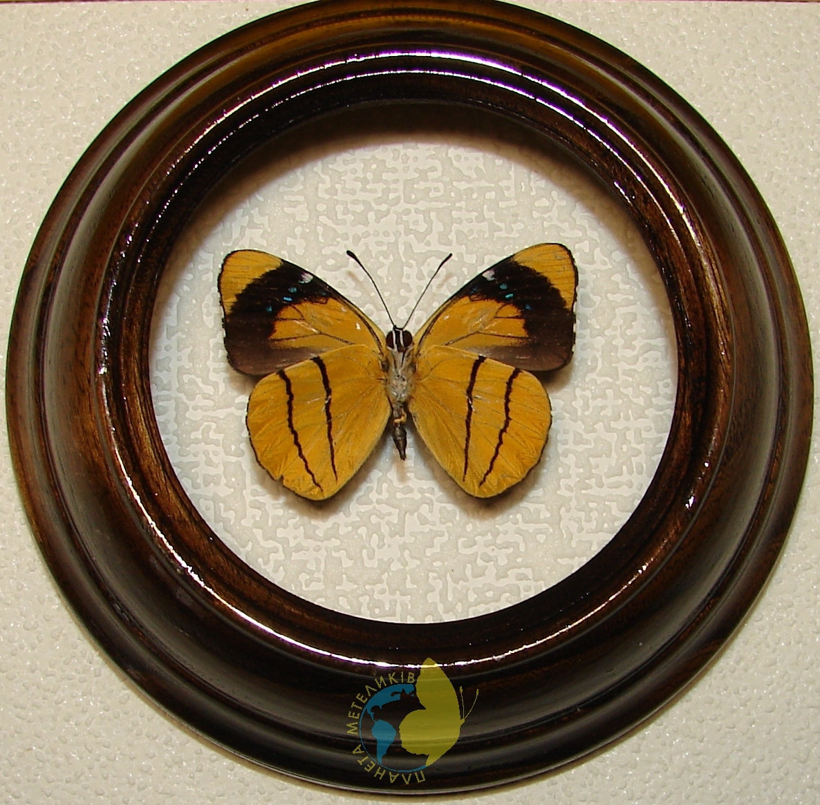 Сувенир - Бабочка в рамке Perisama xanthica. Оригинальный и неповторимый подарок! - фото 1 - id-p8571956