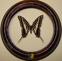 Сувенир - Бабочка в рамке Graphium porthaon. Оригинальный и неповторимый подарок!
