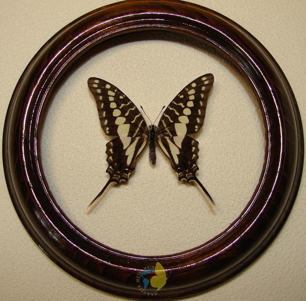 Сувенир - Бабочка в рамке Graphium porthaon. Оригинальный и неповторимый подарок! - фото 1 - id-p8571961