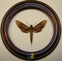Сувенир - Бабочка в рамке Xylophanes lybia. Оригинальный и неповторимый подарок!