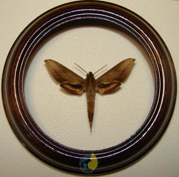 Сувенир - Бабочка в рамке Xylophanes lybia. Оригинальный и неповторимый подарок! - фото 1 - id-p8571963