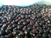 Замороженная черная смородина (Ирландия) / IQF Black currant (Ireland)