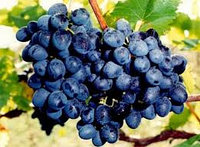 Виноград ,сорт "Молдова" / Fresh Grape (red)