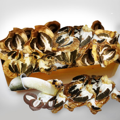 Сушёное яйцо гриба Весёлка (100г) - фото 1 - id-p9479122