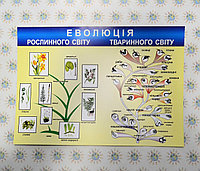 Плакат з Біології Еволюція тваринного і рослинного світу