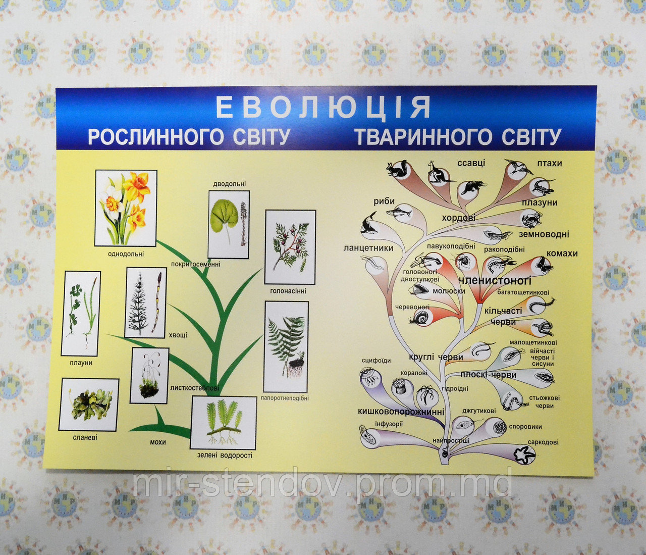 Плакат з Біології Еволюція тваринного і рослинного світу - фото 1 - id-p9522226
