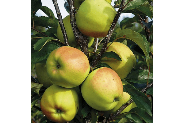 Саженцы яблони Голден Делишес (среднерослые ММ 106) - фото 1 - id-p9790678