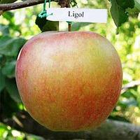 Саженцы яблони Лигол (среднерослые ММ 106)