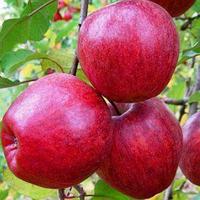 Саженцы яблони Моди (среднерослые ММ 106)