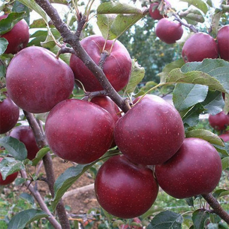 Саженцы яблони Флорина (среднерослые ММ 106) - фото 1 - id-p9790681