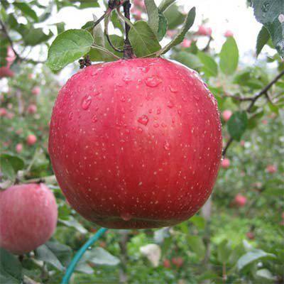 Саженцы яблони Фуджи (среднерослые ММ 106) - фото 1 - id-p9790682