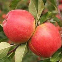 Саженцы яблони Чемпион (среднерослые ММ 106)