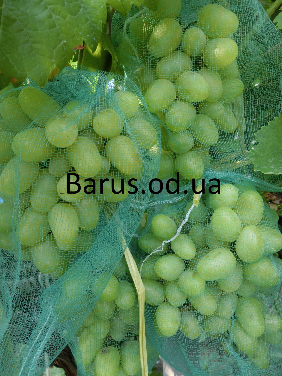 Сетка защитная для винограда от ос и птиц размер 22*33 оптом - фото 1 - id-p10117425