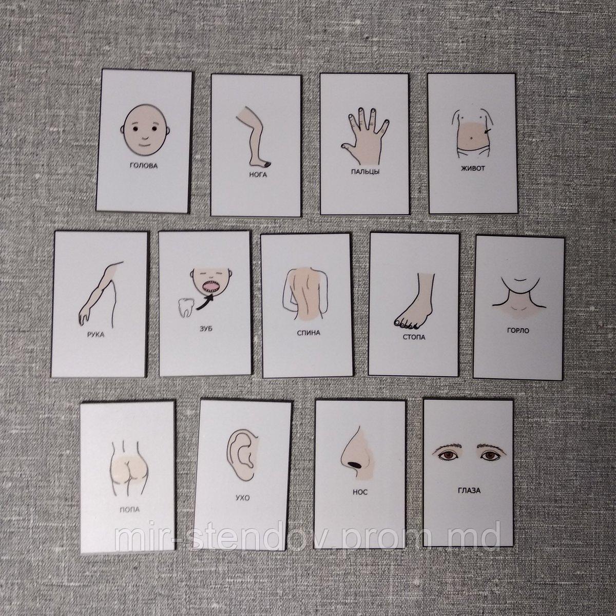 Набор развивающих магнитов "Части тела", фото 1
