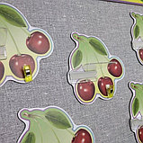 Стенд для выставки рисунков и поделок с прищепками и  полочками. Вишенки, фото 2