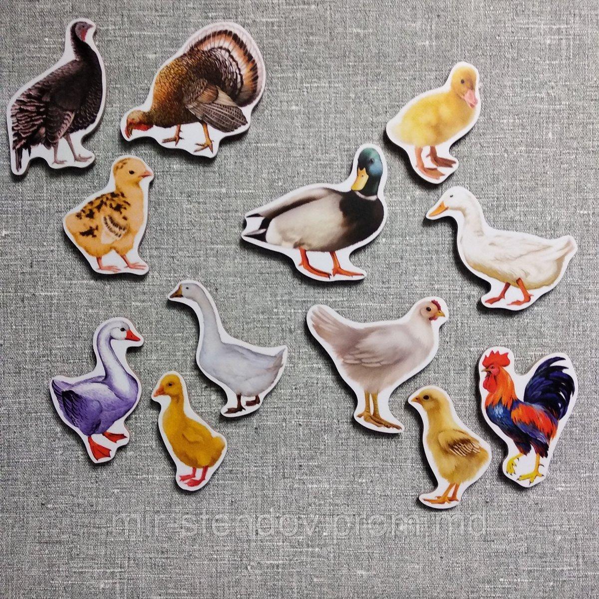 Домашние птицы. Магнитики развивающие. Набор, фото 1