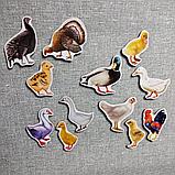 Домашние птицы. Магнитики развивающие. Набор, фото 2